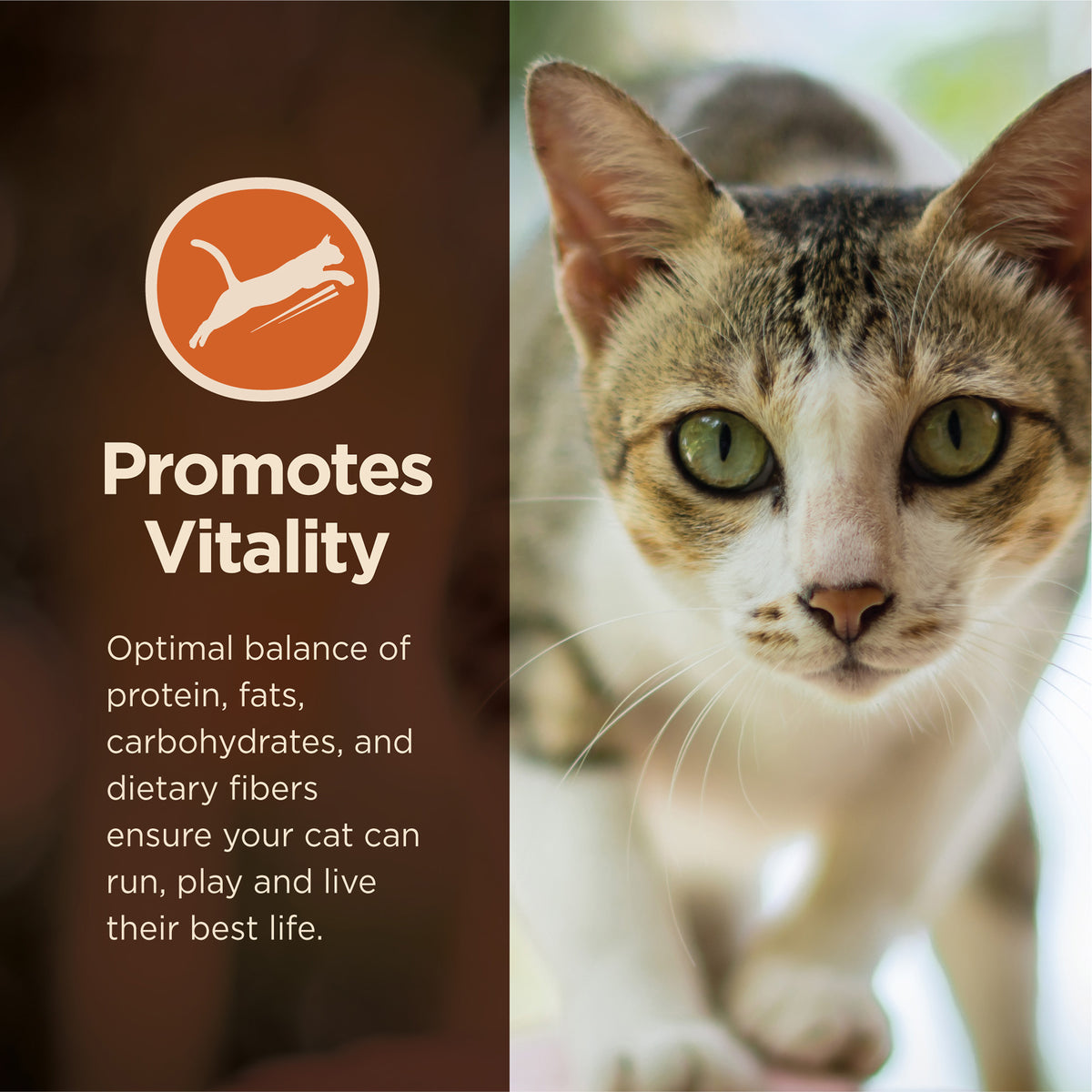 Wellness CORE Digestive Health Salmon & Brown Rice Adult Dry Cat Food