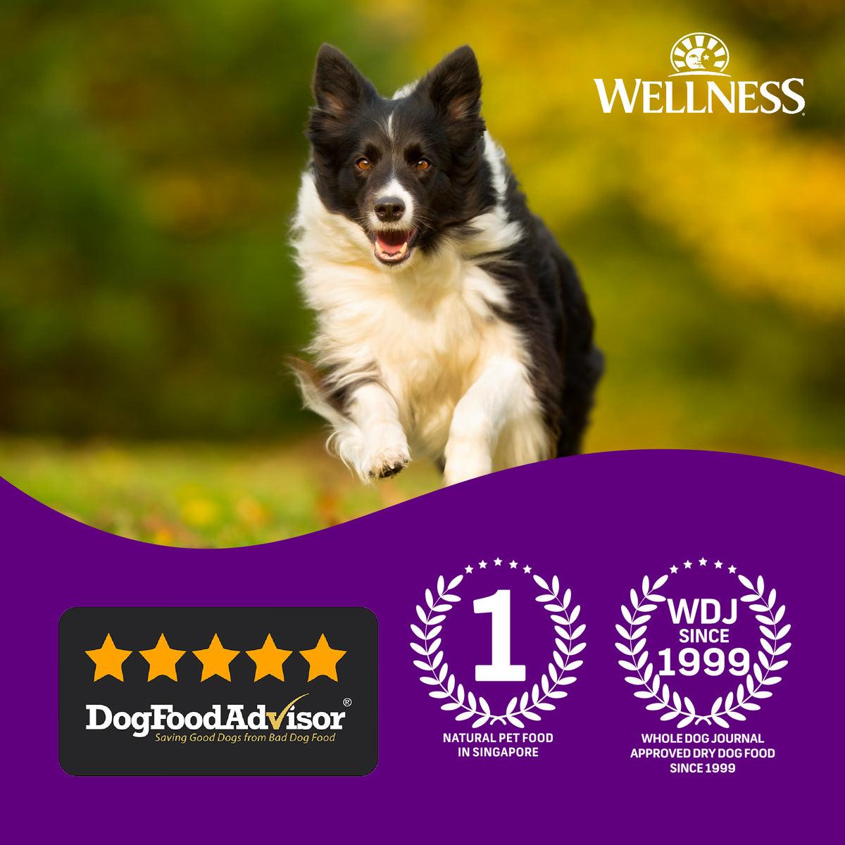 Wellness Complete Health Grain Free Puppy Dry Dog Food