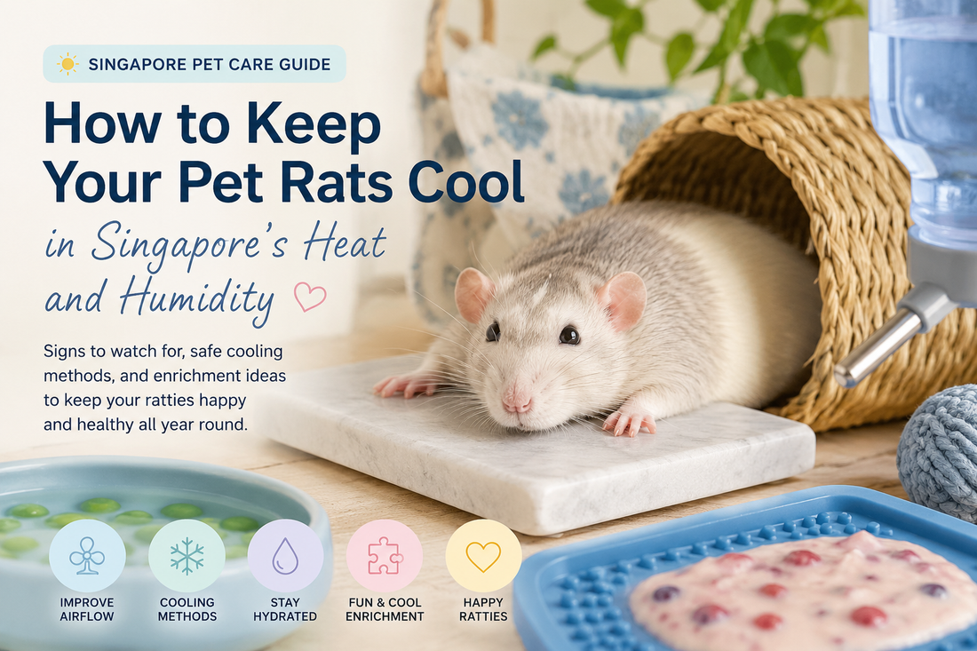How to Keep Your Pet Rats Cool in Singapore's Heat and Humidity