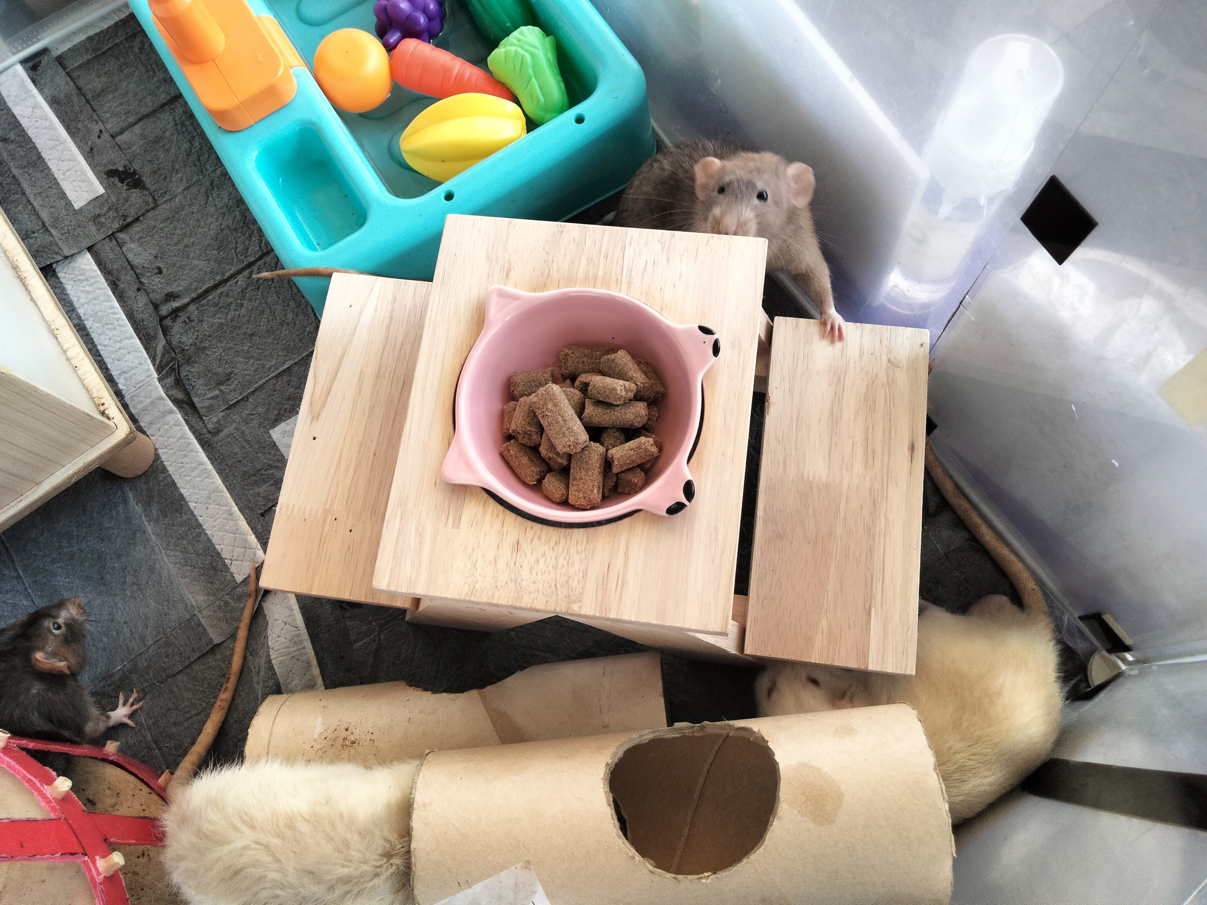 Lab Blocks vs Seed Mixes for Small Pets in Singapore – TheOnePet