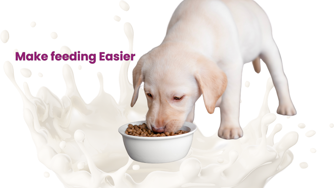 🥛 When Pet Milk Actually Helps Your Dog or Cat
