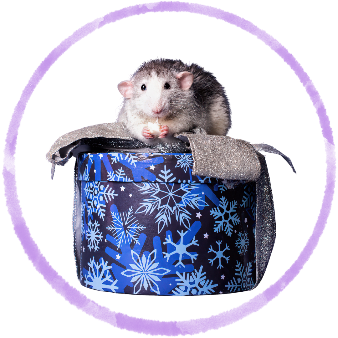 The Ultimate Beginner’s Guide to Caring for Pet Rats in Singapore