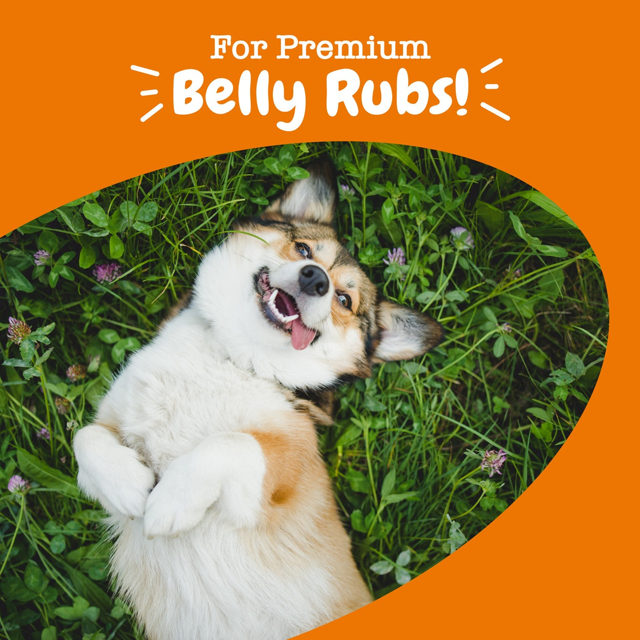 Zesty Paws Probiotic Bites Dog Supplement Chews 90ct Gut Support