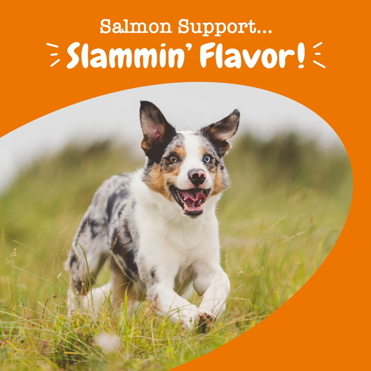 Zesty Paws Salmon Bites Dog Supplement Chews 90ct for Skin & Coat Support