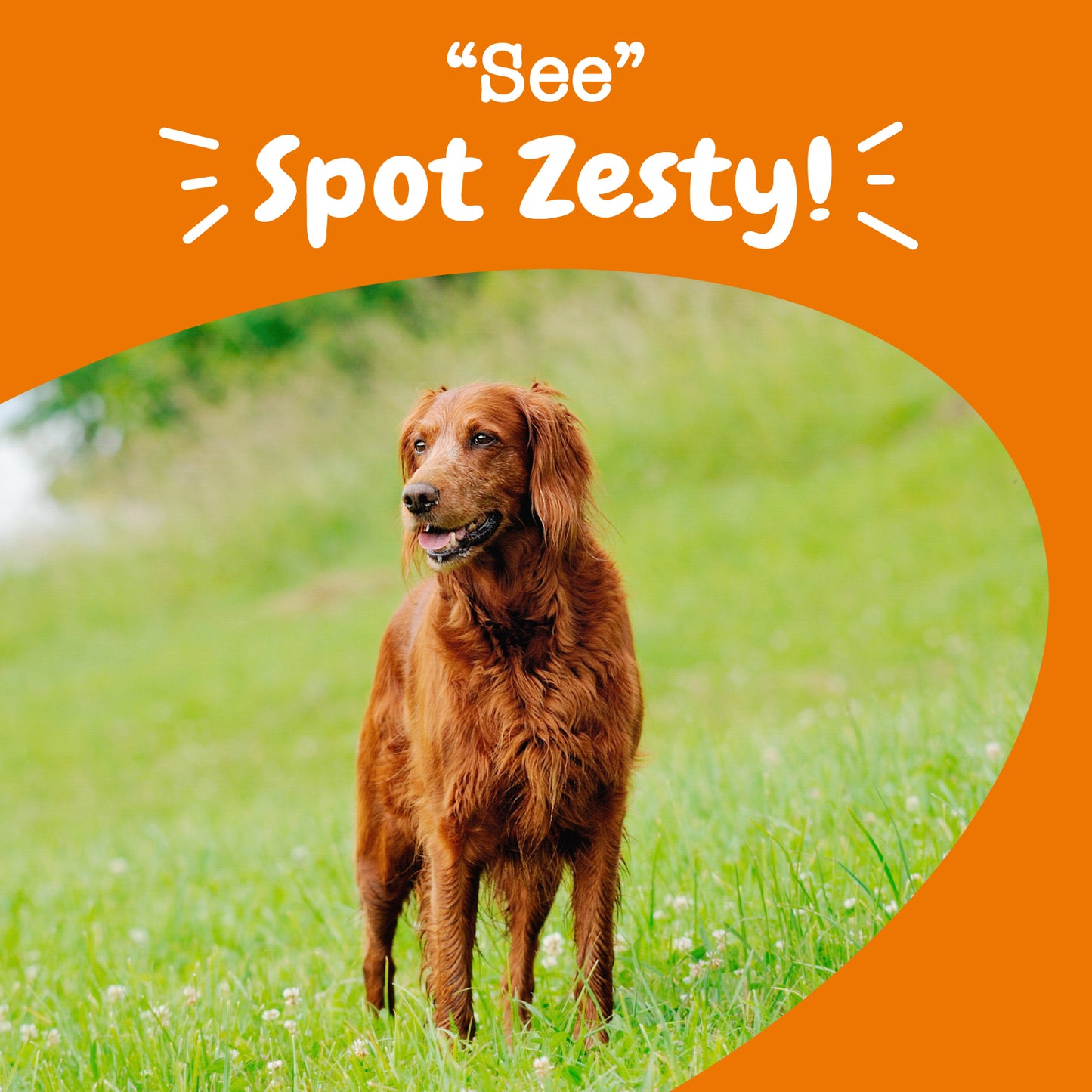 Zesty Paws Senior Advanced Vision Bites Chicken Soft Chews for Senior Dogs 90ct