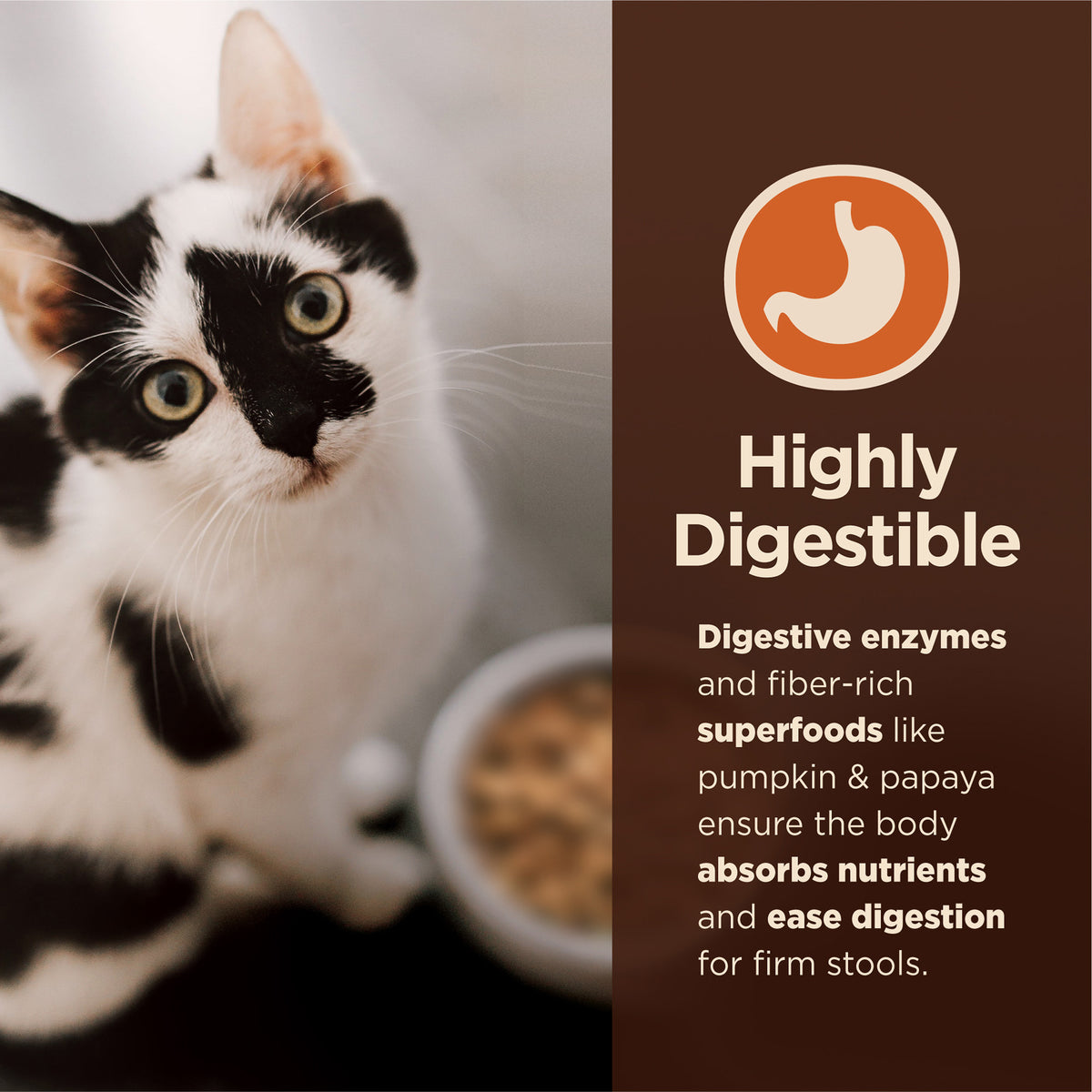 Wellness CORE Digestive Health Salmon & Brown Rice Adult Dry Cat Food