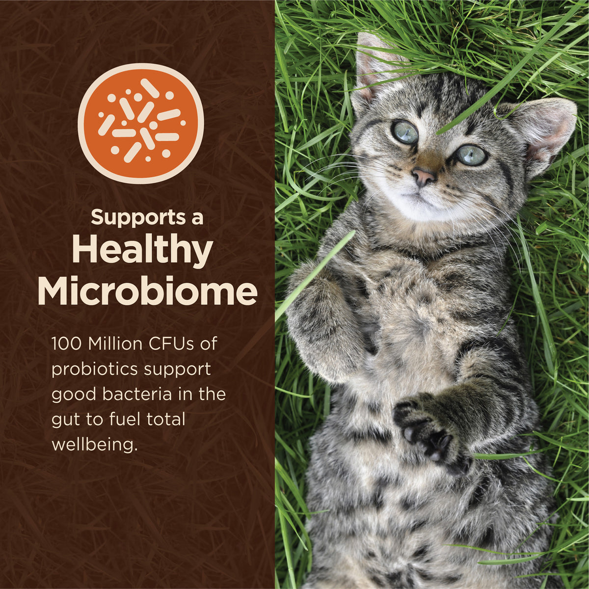 Wellness CORE Digestive Health Chicken & Brown Rice Adult Dry Cat Food