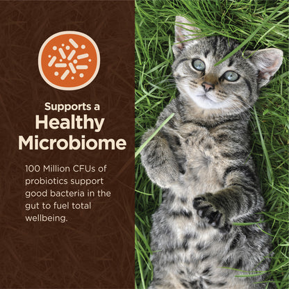 Wellness CORE Digestive Health Salmon & Brown Rice Adult Dry Cat Food