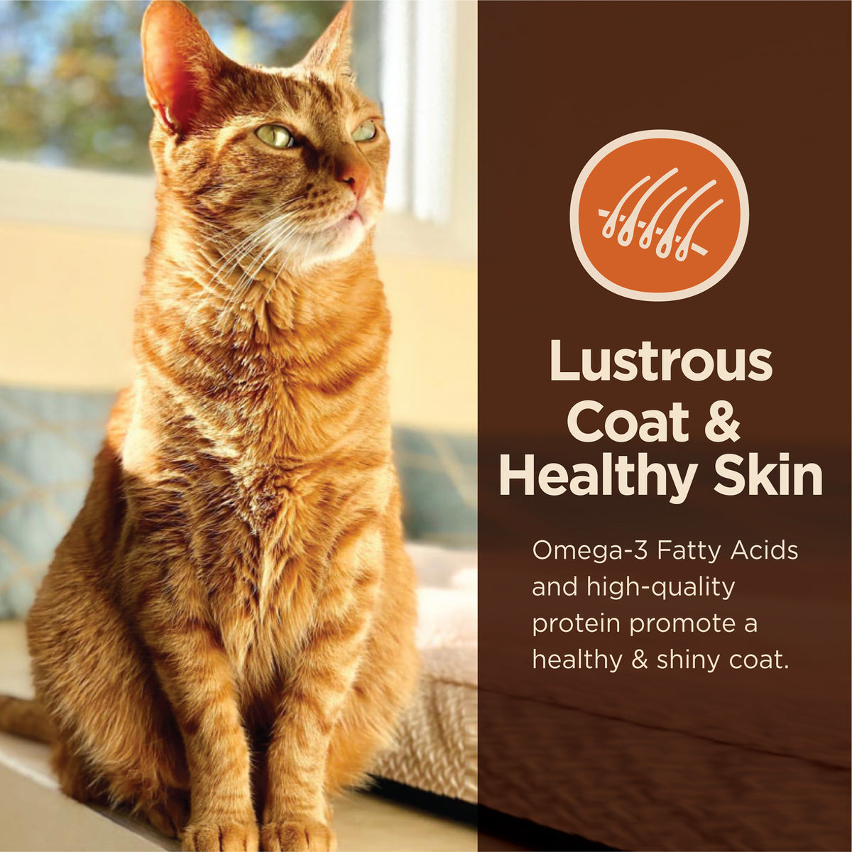 Wellness CORE Digestive Health Salmon & Brown Rice Adult Dry Cat Food