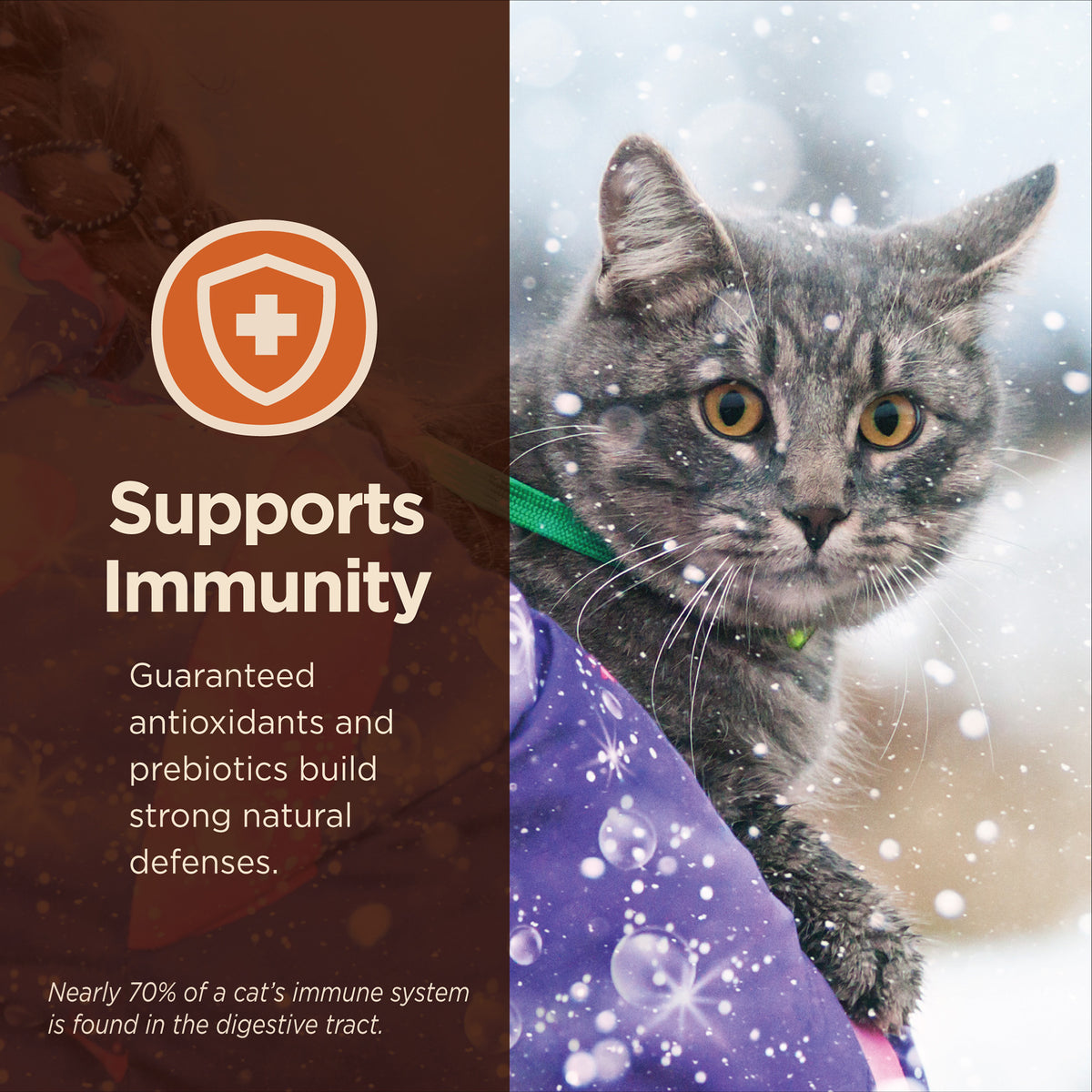 Wellness CORE Digestive Health Chicken & Brown Rice Adult Dry Cat Food