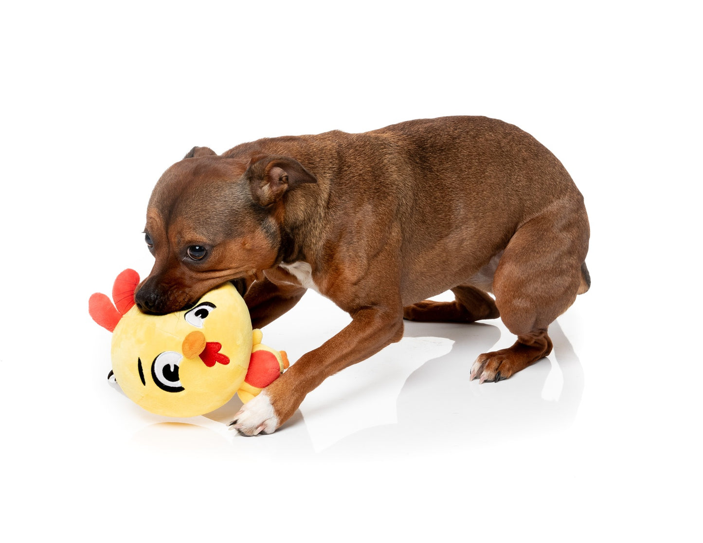 FuzzYard The Noggins Plush Dog Toy with Squeaker and Double Layered Design