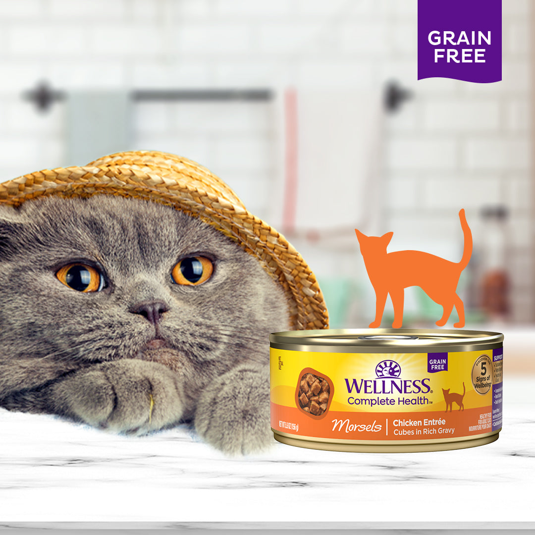 Wellness Complete Health Morsels Cubed Chicken Entree Grain Free Canned Cat Food 5.5oz