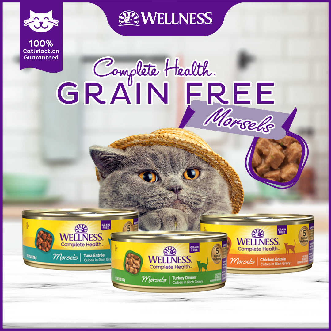 Wellness Complete Health Morsels Cubed Turkey Dinner Grain Free Canned Cat Food 5.5oz