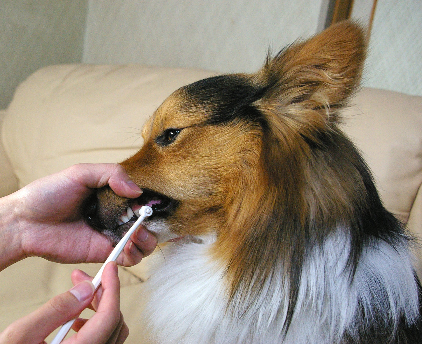 Mind Up Kenko Care Toothbrush Detachable Round Head for Dogs