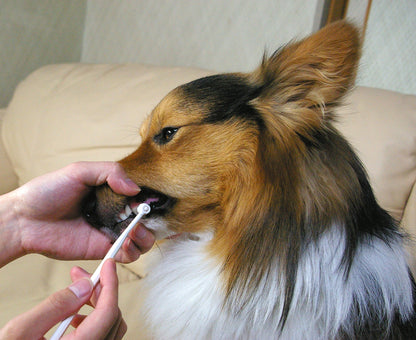Mind Up Kenko Care Toothbrush Petit Cylinder Head for Dogs