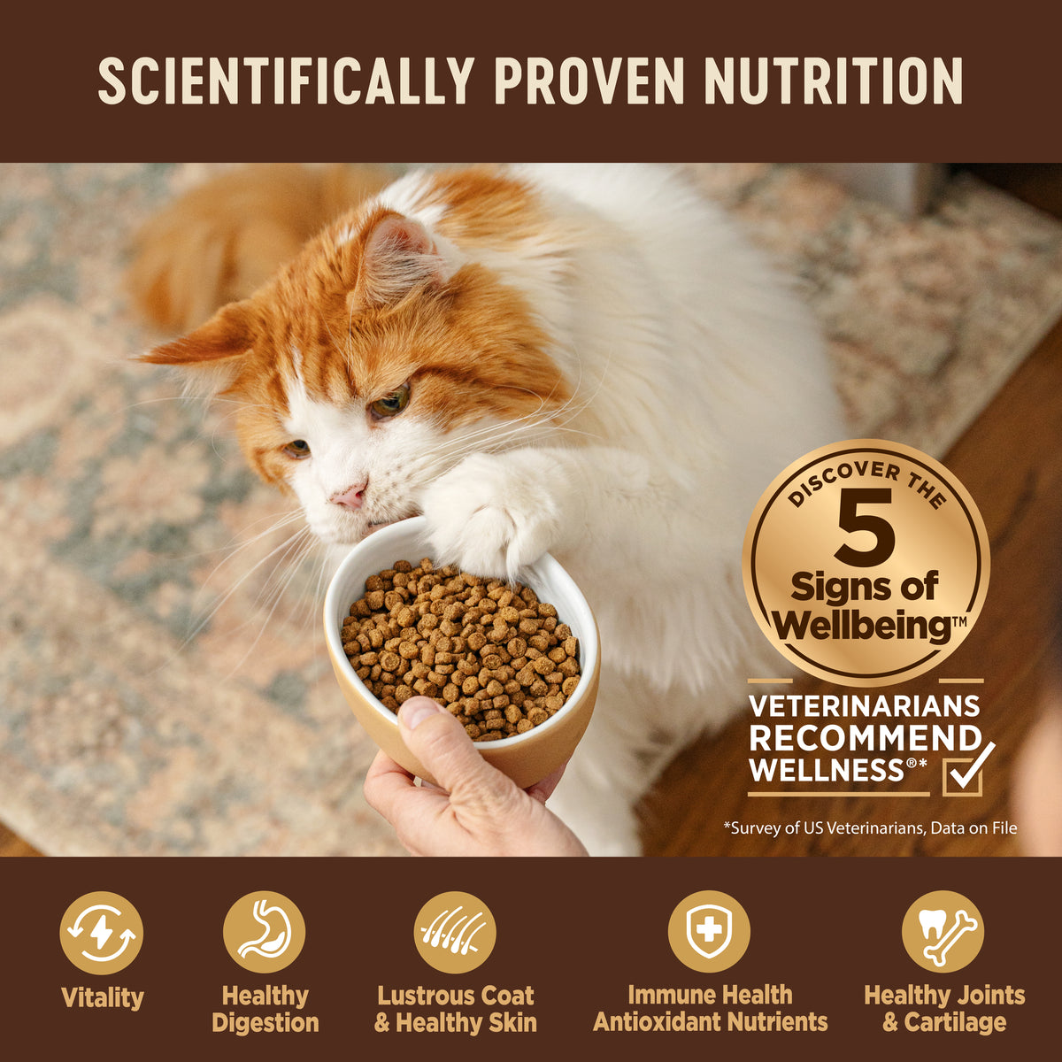 Wellness CORE Kitten Turkey & Chicken Grain Free Dry Cat Food 5lb