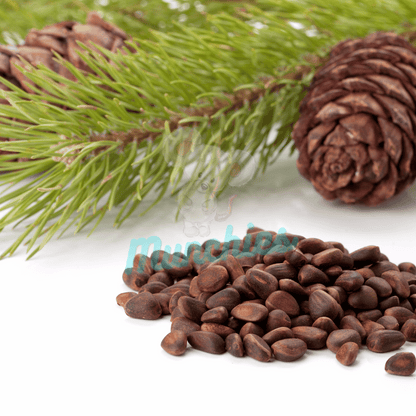 Munchies Premium Raw Pine Nuts – Human Grade Treat