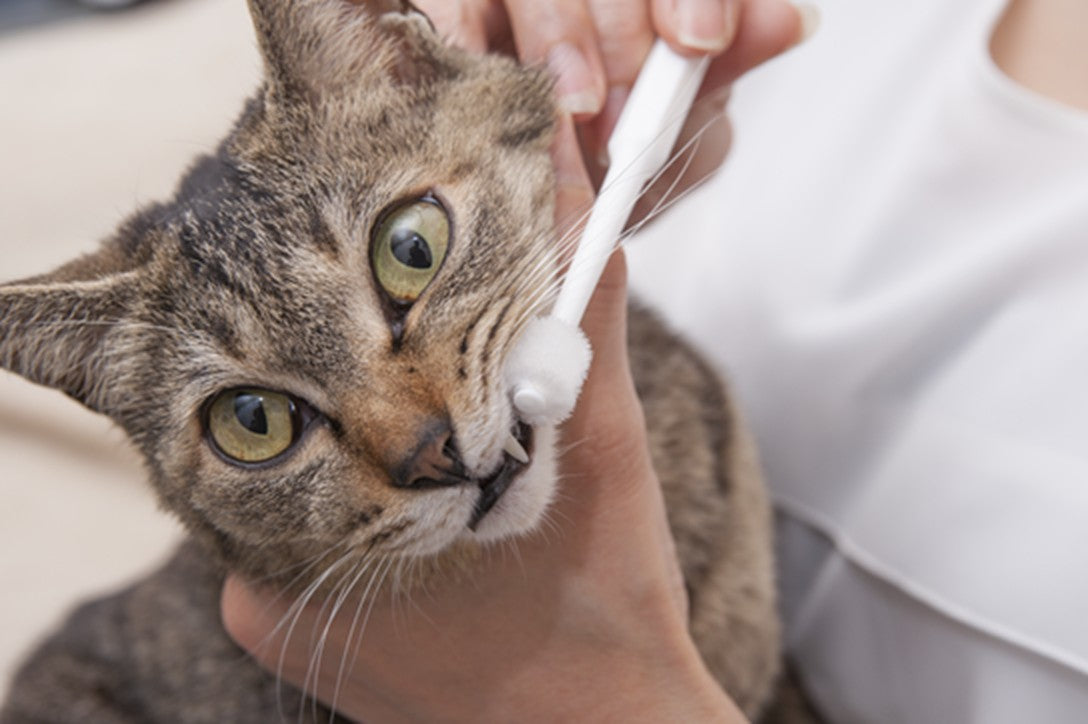 Mind Up Nyanko Care Toothbrush Cylinder Head for Cats