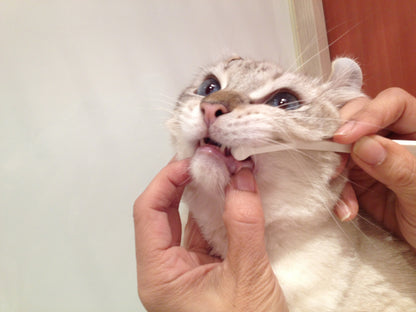 Mind Up Nyanko Care Micro Head Toothbrush for Cats