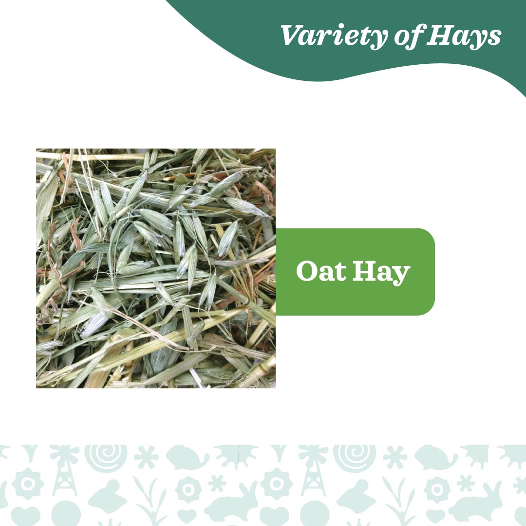 Oxbow Oat Hay for Small Pets