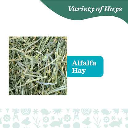 Oxbow Alfalfa Hay for Small Pets