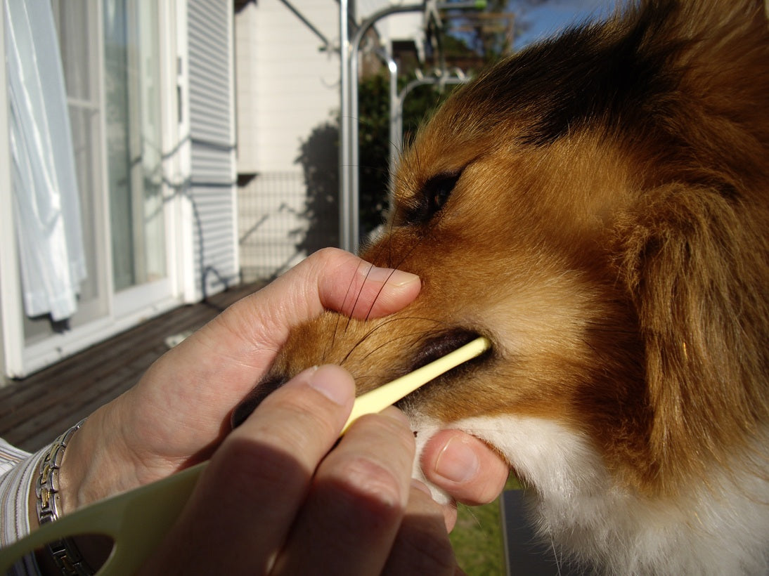 Mind Up Kenko Care Soft Toothbrush Large Head for Dogs