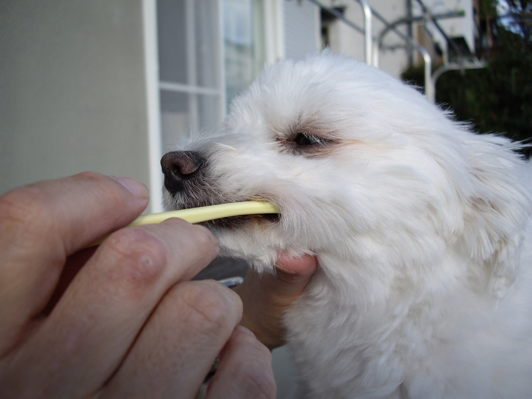 Mind Up Kenko Care Soft Toothbrush Small Head for Dogs