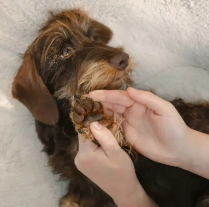 Lila Loves It Paw Care for Dogs Protective Balm 60ml
