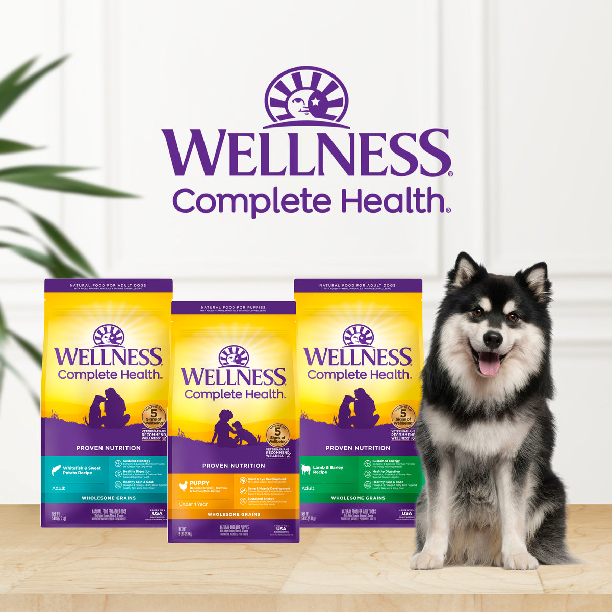 Wellness Complete Health Lamb & Barley Adult Dry Dog Food 5LB and 30LB